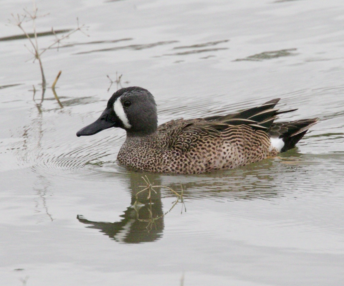 Blue-winged Teal - ML619608118