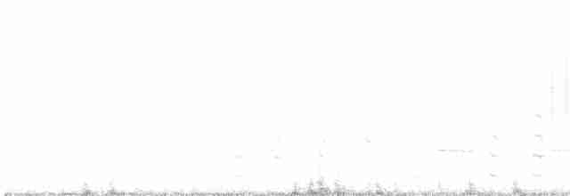 Méliphage carillonneur - ML619608168