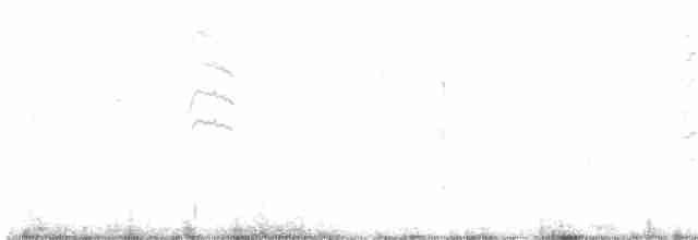 Новозеландская веерохвостка - ML619608177
