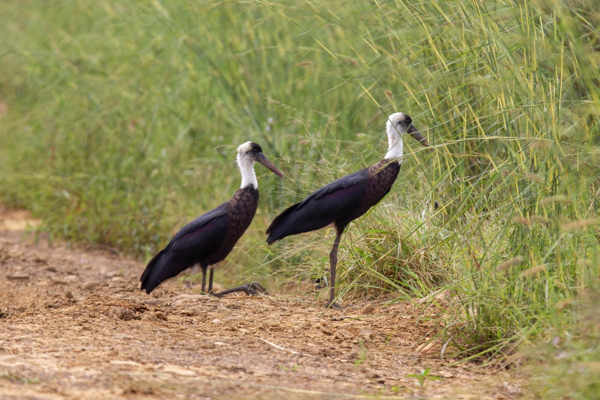 African Woolly-necked Stork - ML619608189