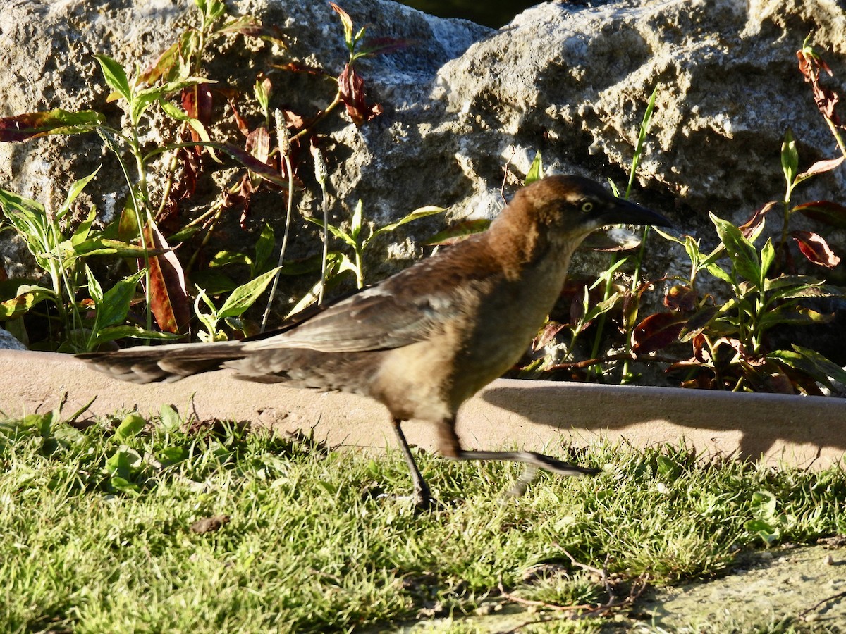 Great-tailed Grackle - ML619608212