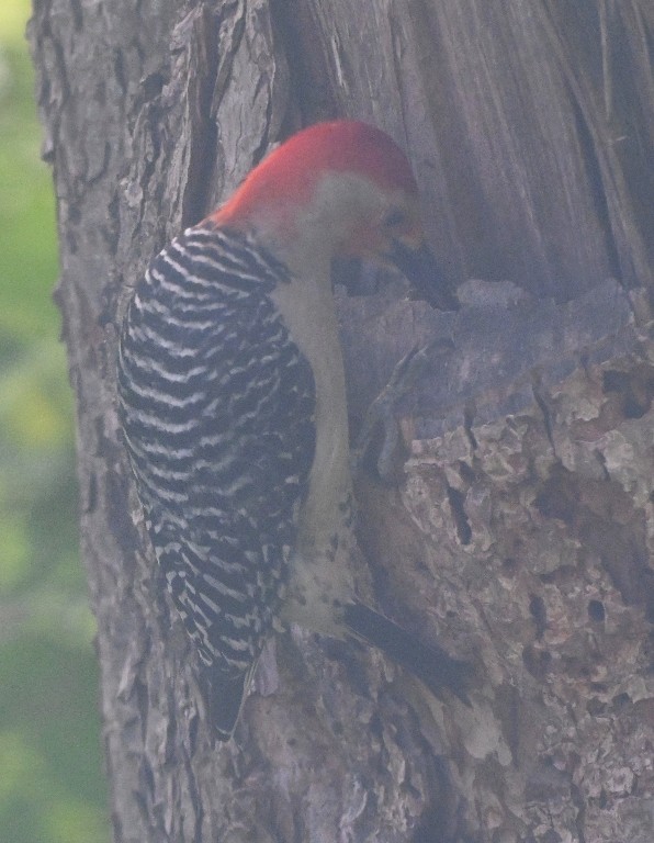 Red-bellied Woodpecker - ML619608222