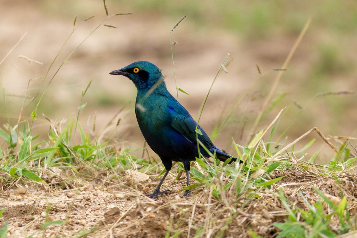 Greater Blue-eared Starling - ML619608230
