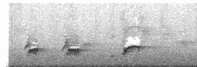 Новозеландская веерохвостка - ML619608252