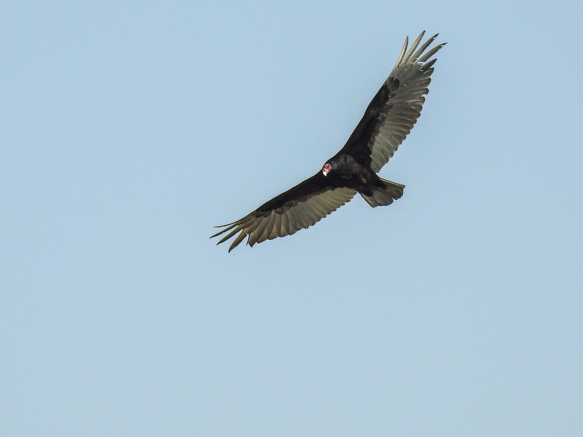 Turkey Vulture - ML619608260