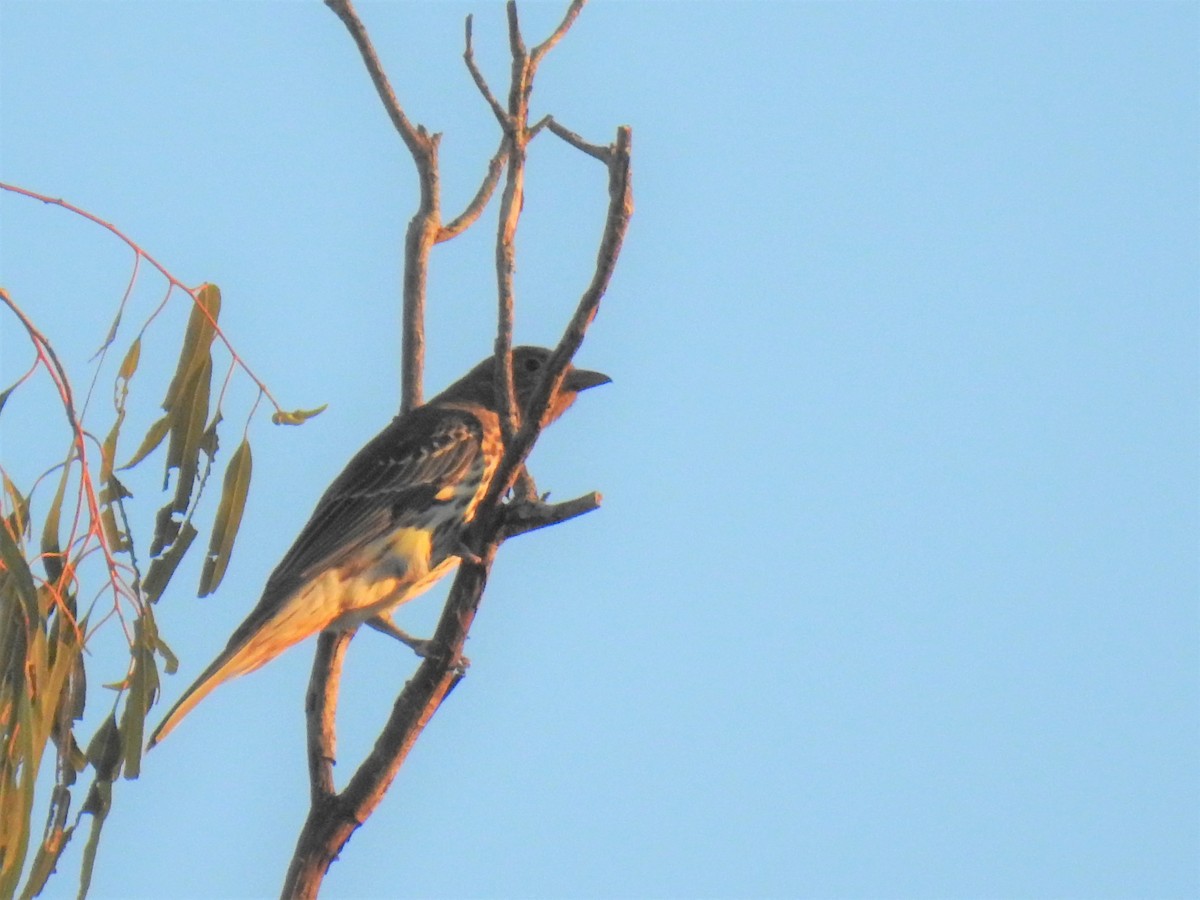 Australasian Figbird - ML619608350