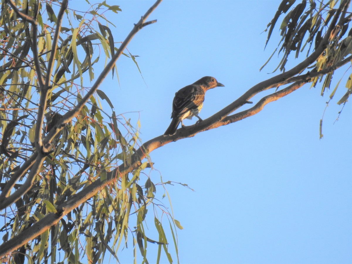 Australasian Figbird - ML619608399