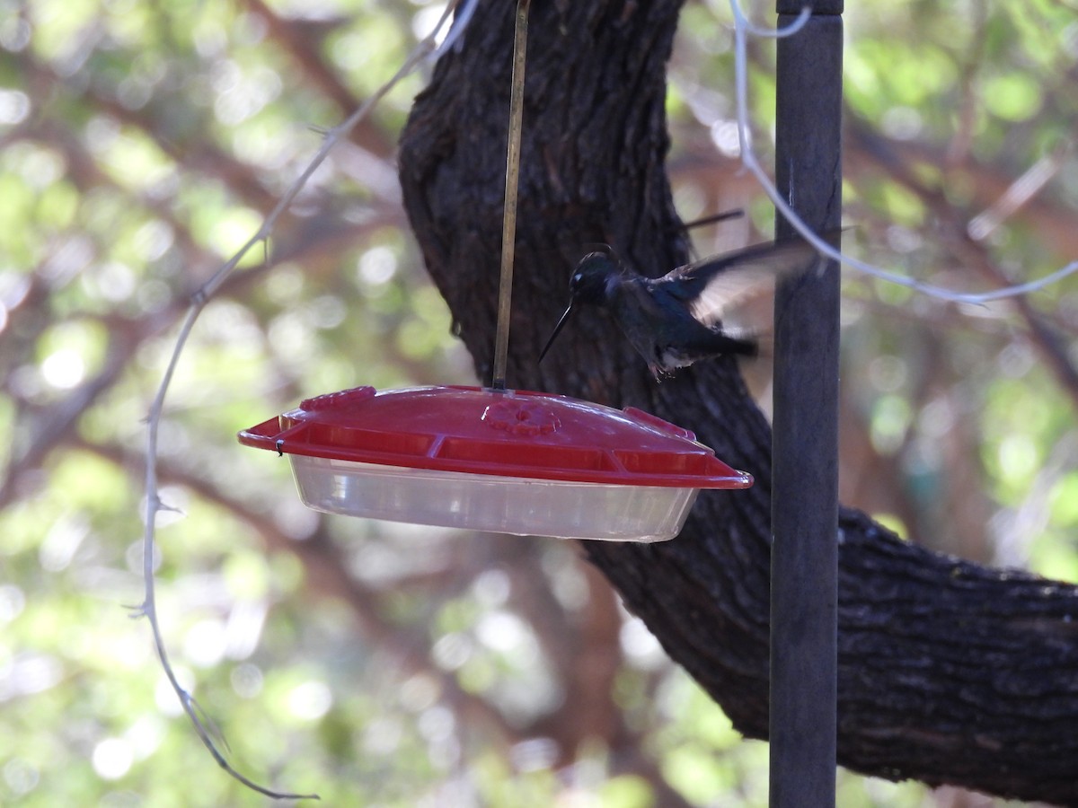kolibřík skvostný - ML619608459