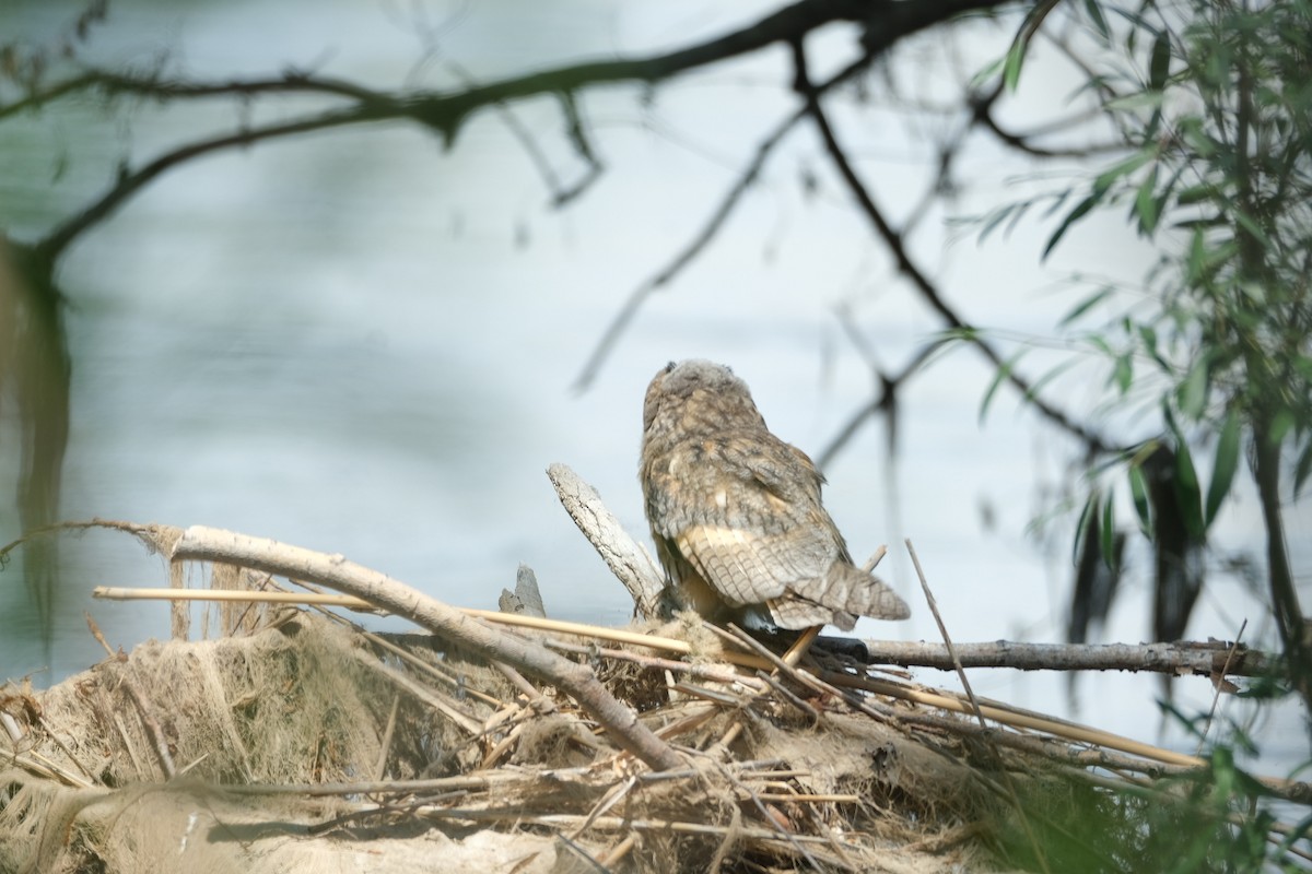 Long-eared Owl - ML619608499