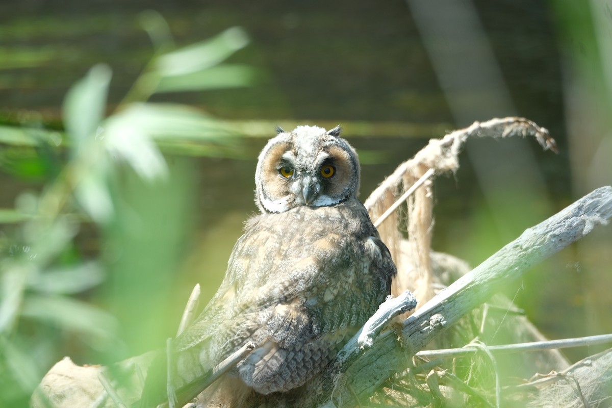 Long-eared Owl - ML619608500