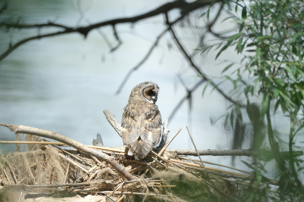 Long-eared Owl - ML619608501