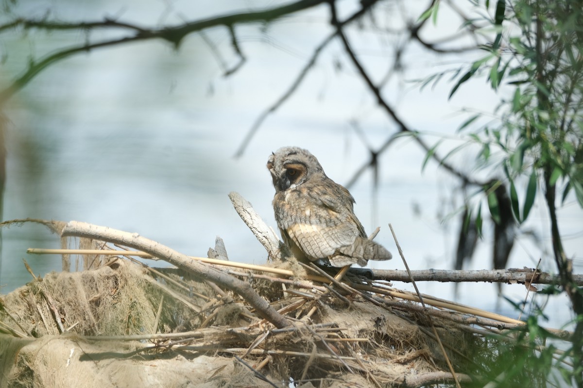Long-eared Owl - ML619608502