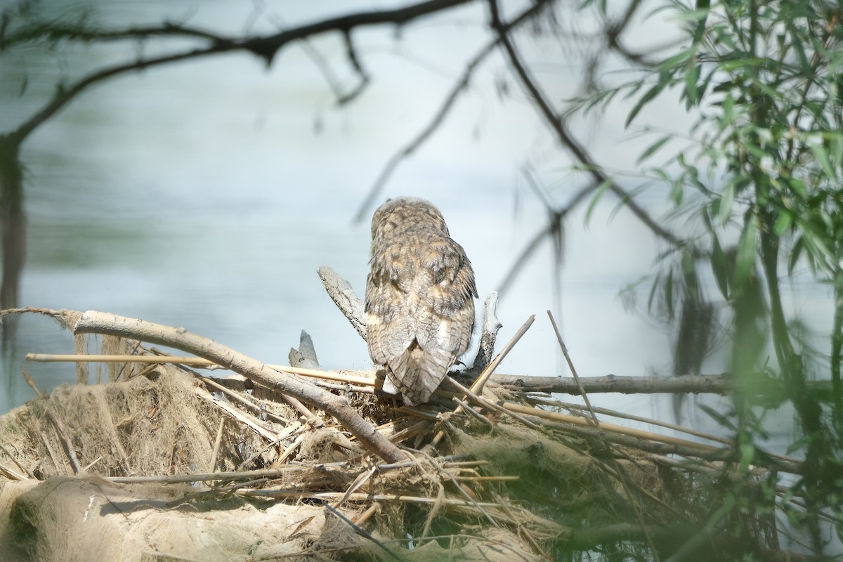Long-eared Owl - ML619608504