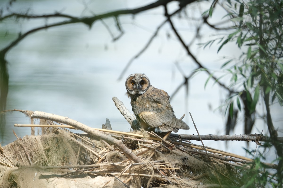 Long-eared Owl - ML619608505