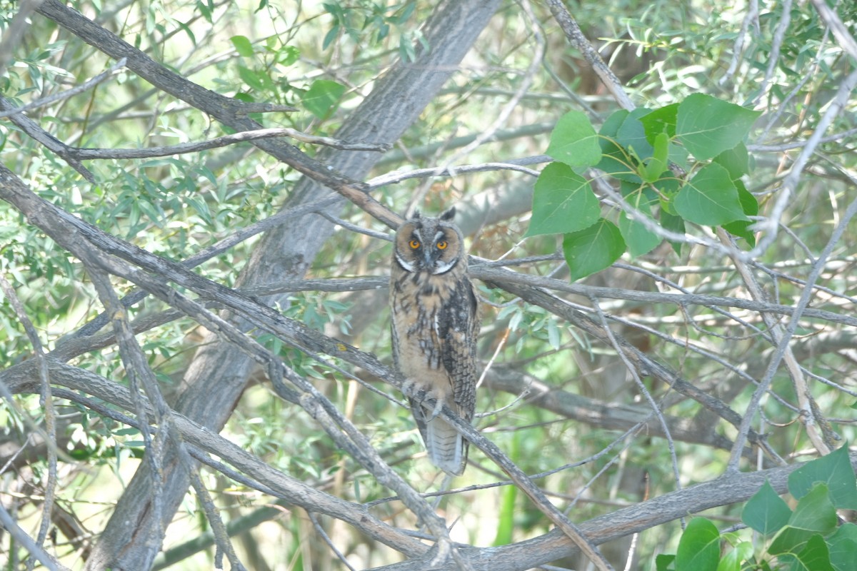Long-eared Owl - ML619608507