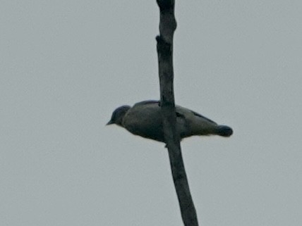 ub. spurvefugl (Passeriformes sp.) - ML619608600