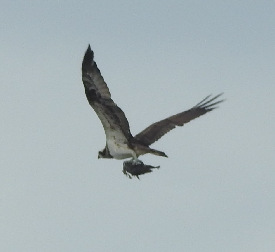 Águila Pescadora (haliaetus) - ML619608619
