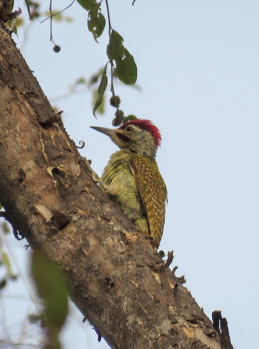 Fine-spotted Woodpecker - ML619608635