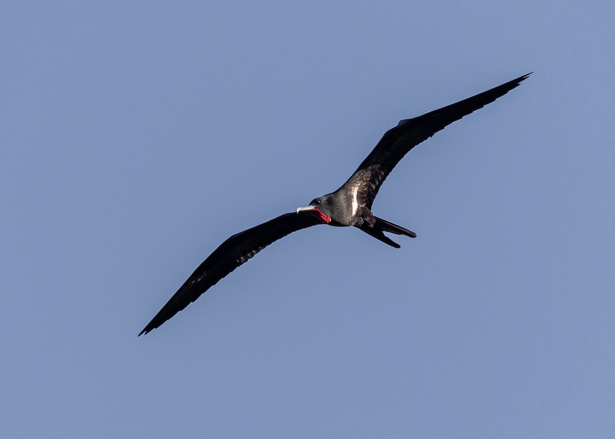 Lesser Frigatebird - ML619608660