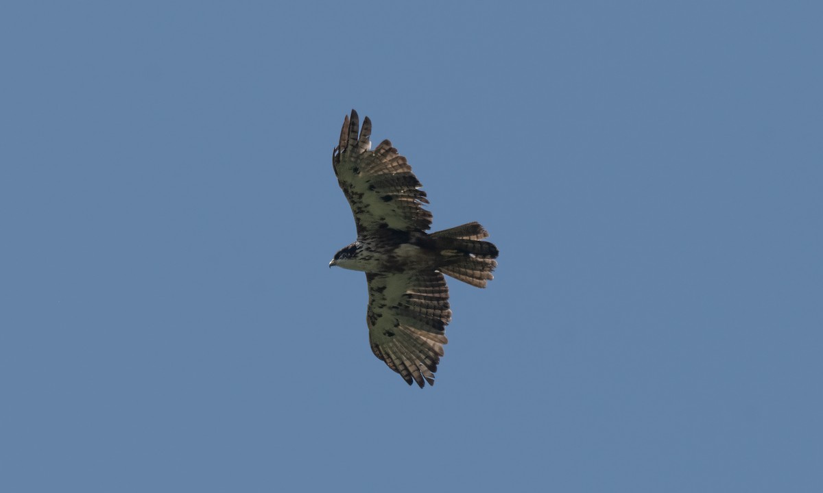 Rufous-bellied Eagle - ML619608696