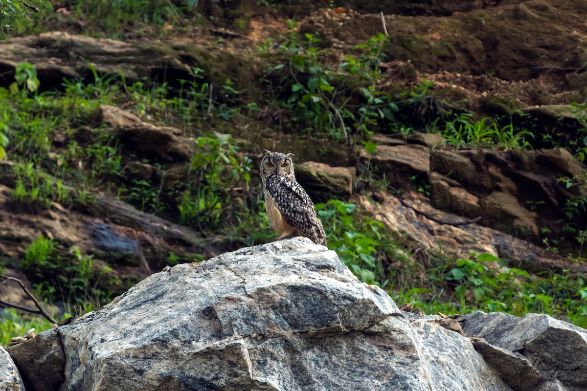 Rock Eagle-Owl - ML619608738