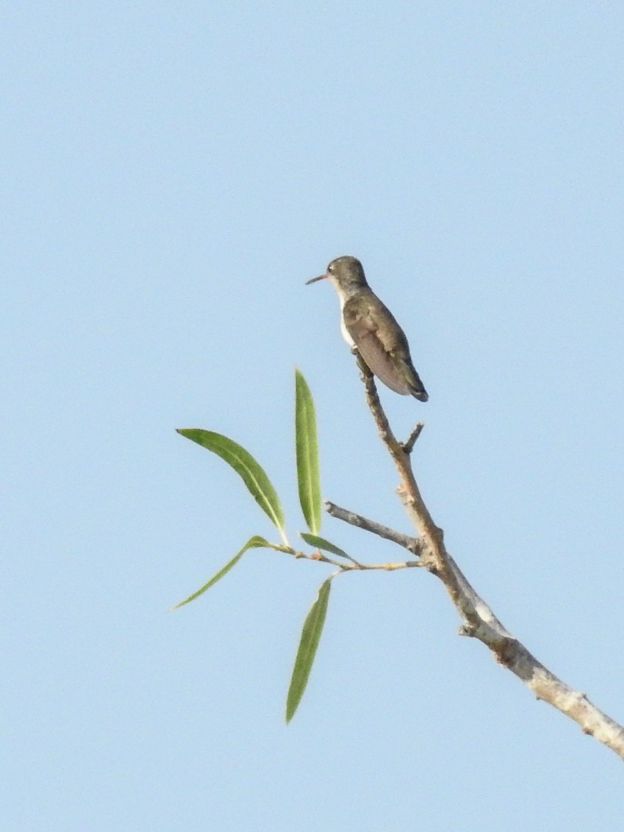 Violet-crowned Hummingbird - ML619608780