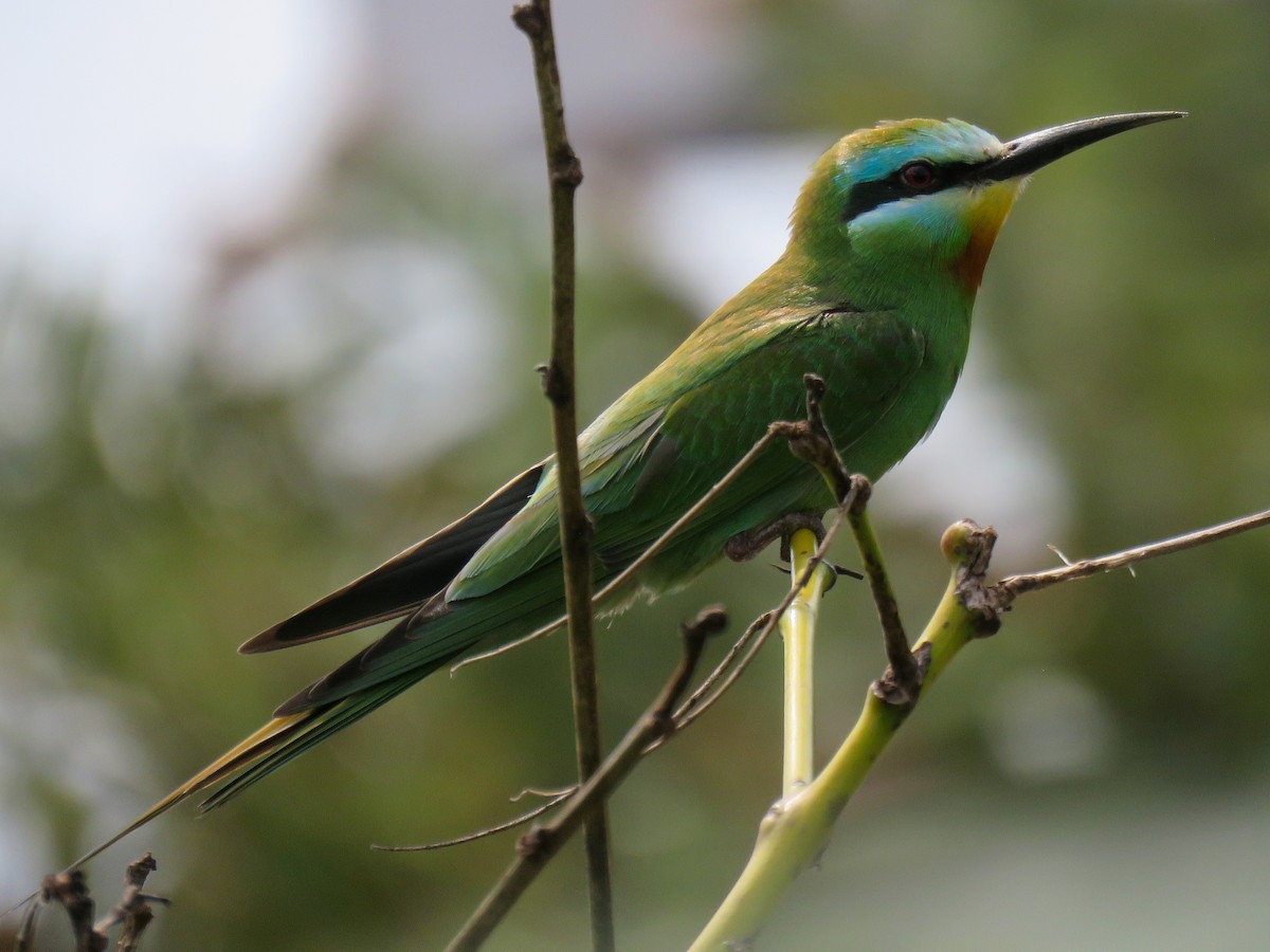 Blue-cheeked Bee-eater - ML619608790