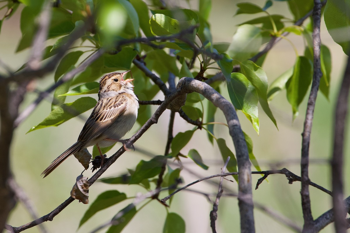 Clay-colored Sparrow - ML619608802