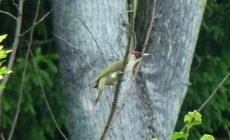 Eurasian Green Woodpecker - ML619608828