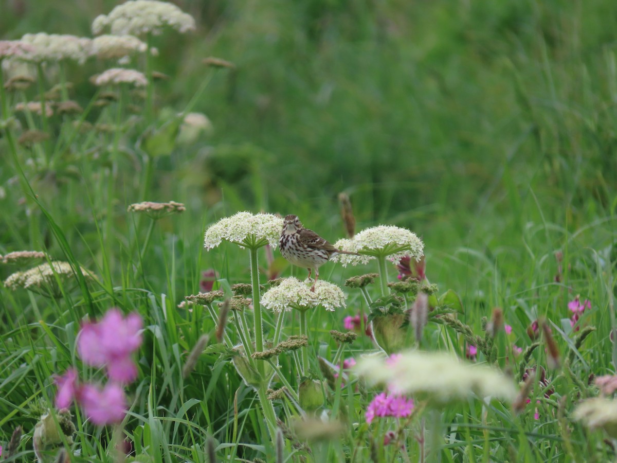 Meadow Pipit - ML619608844