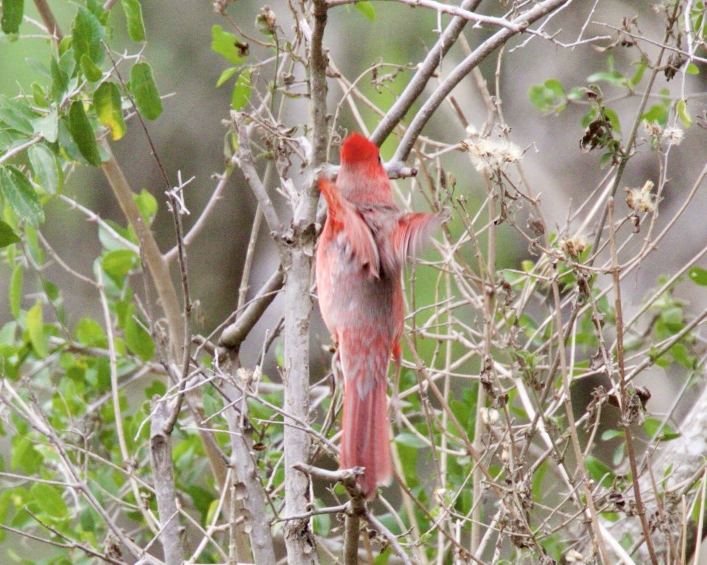 Cardinal rouge - ML619608870