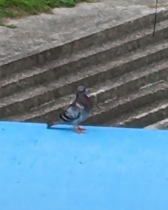 Rock Pigeon (Feral Pigeon) - ML619608871