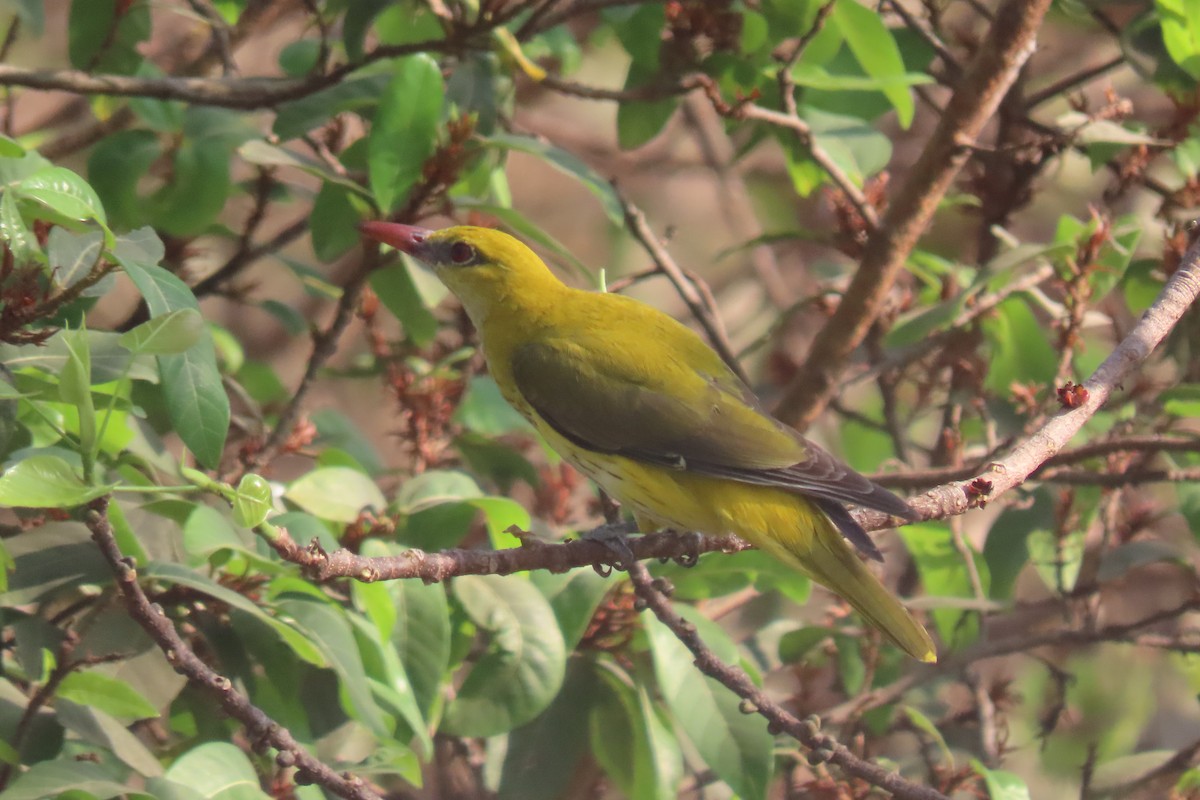 Indian Golden Oriole - ML619608926