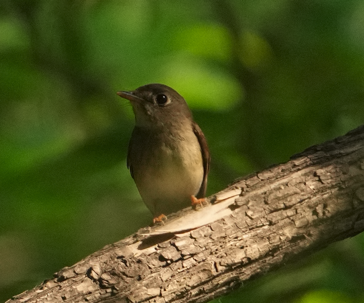 Brown-breasted Flycatcher - ML619608928