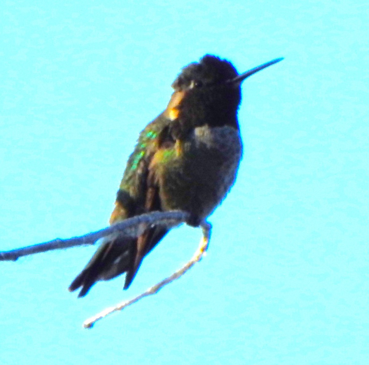 Anna's Hummingbird - ML619608993