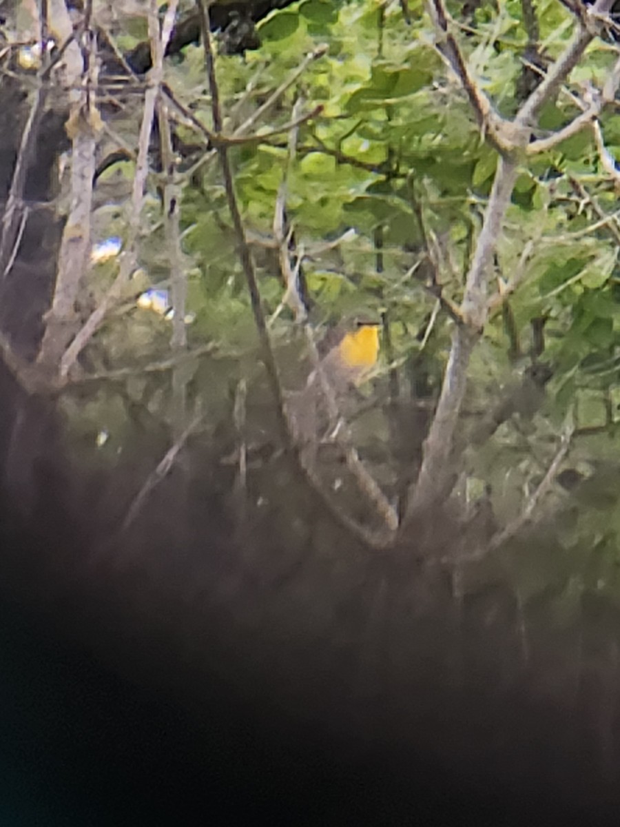 Yellow-breasted Chat - ML619608995