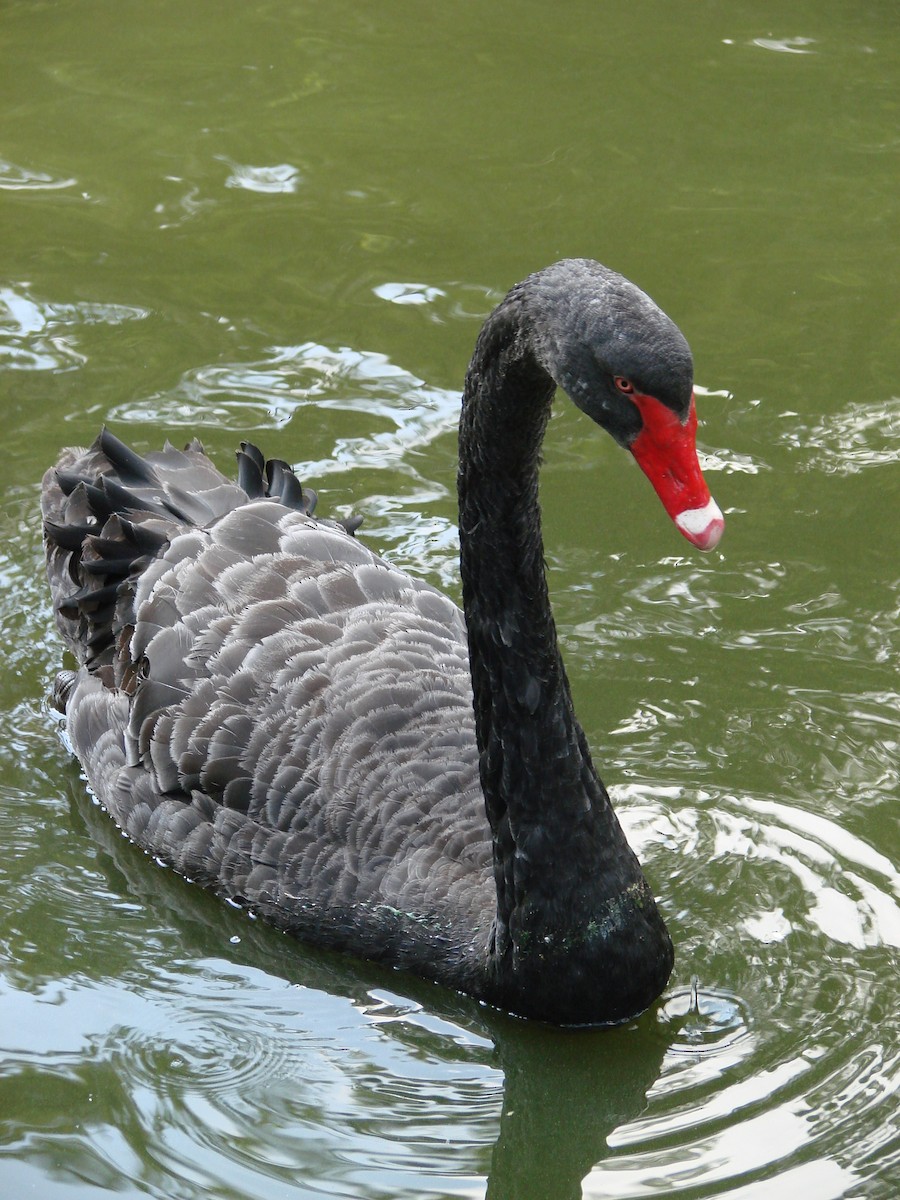 Black Swan - ML619609025