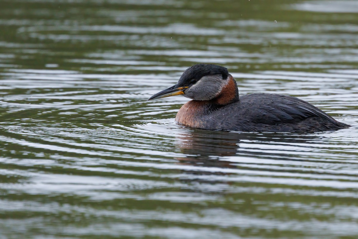 Red-necked Grebe - ML619609034