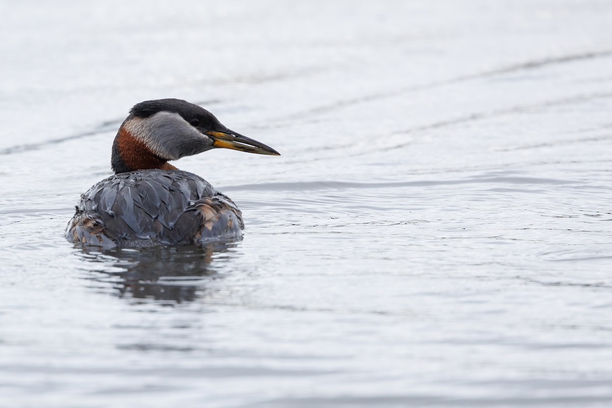 Red-necked Grebe - ML619609040