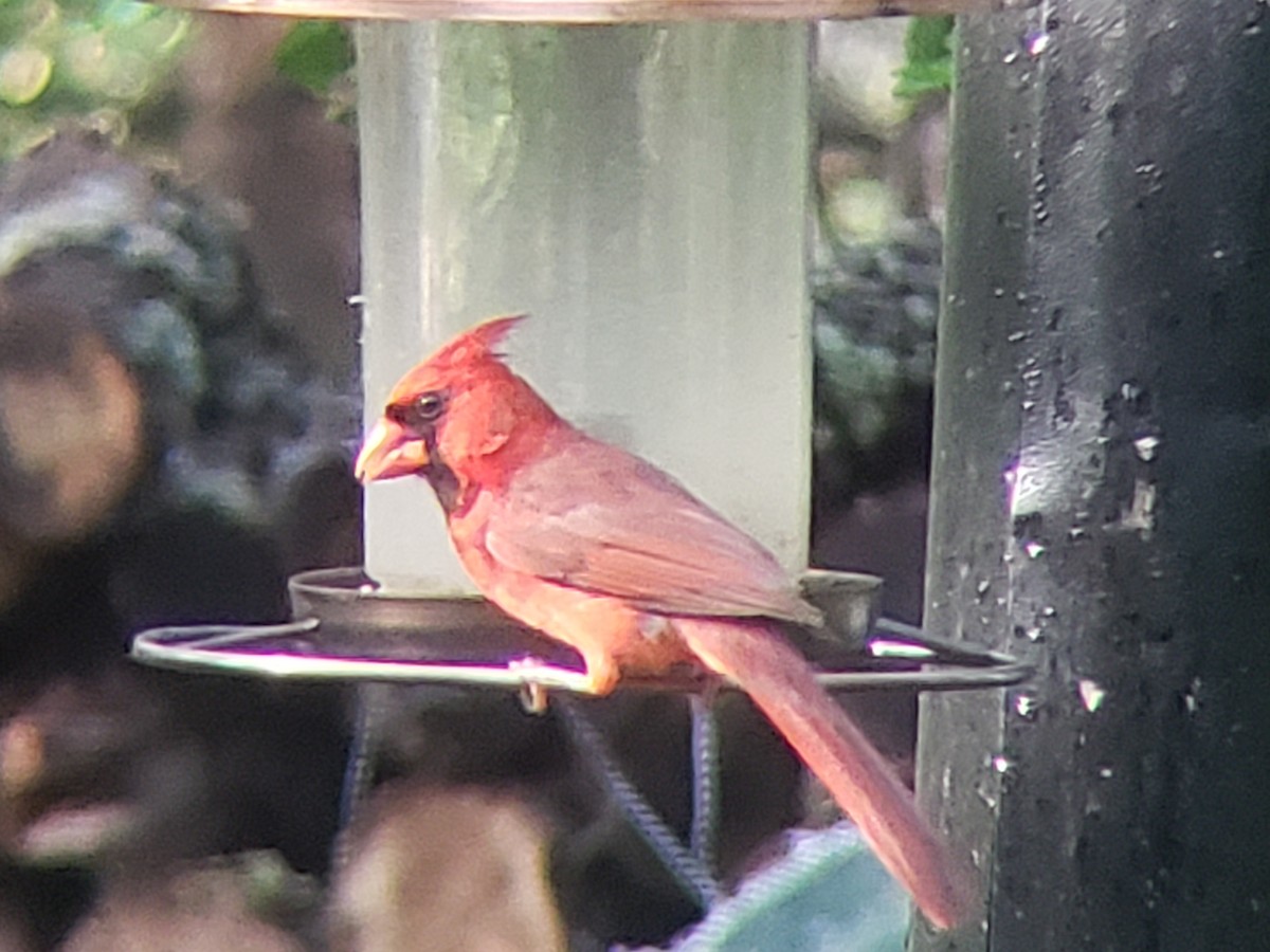 Cardinal rouge - ML619609109