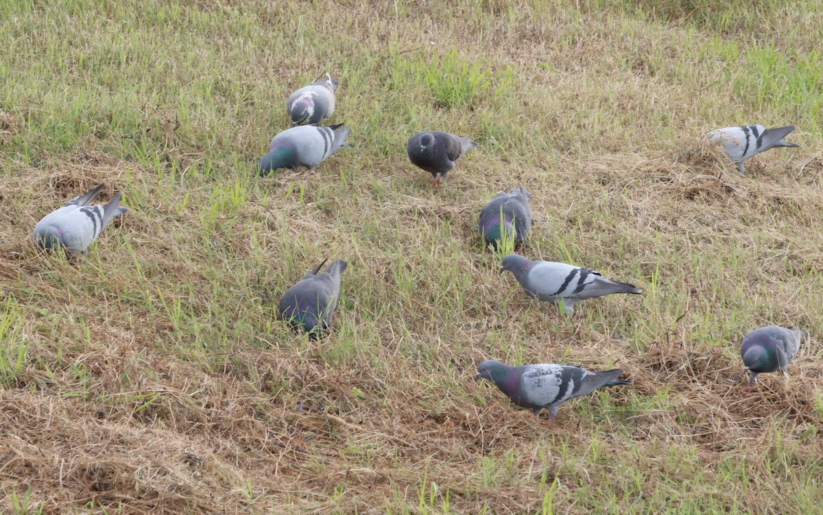 Rock Pigeon (Feral Pigeon) - ML619609244