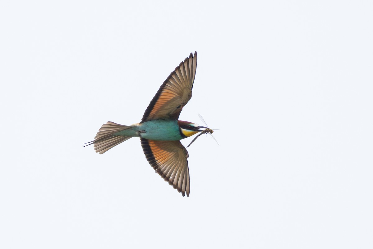 European Bee-eater - ML619609261