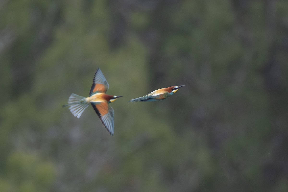 European Bee-eater - ML619609264