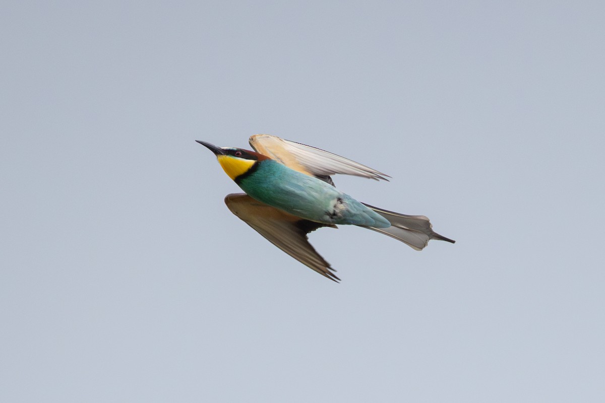 European Bee-eater - ML619609265