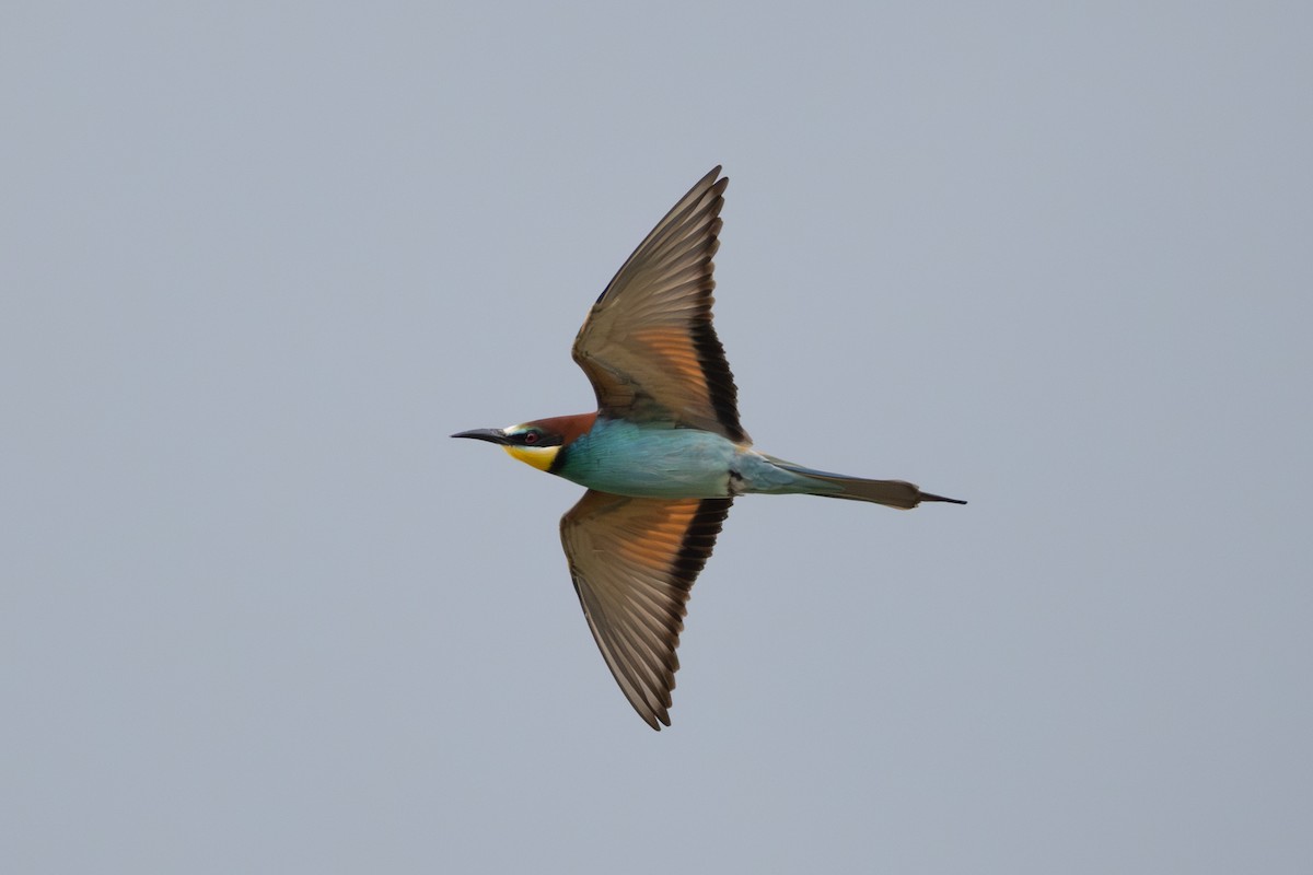European Bee-eater - ML619609269