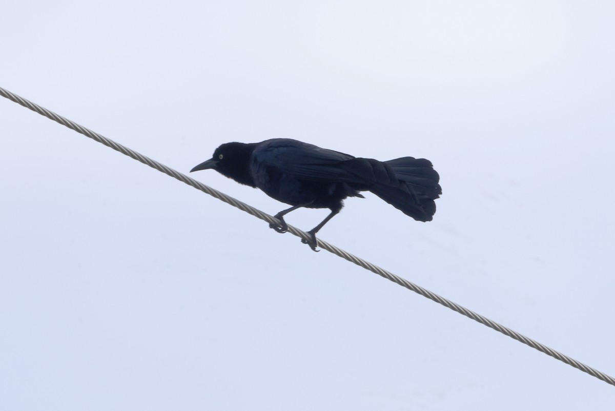 Great-tailed Grackle - ML619609277