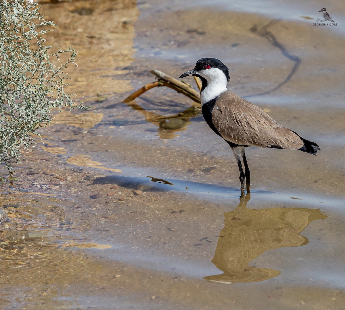 Spur-winged Lapwing - ML619609294