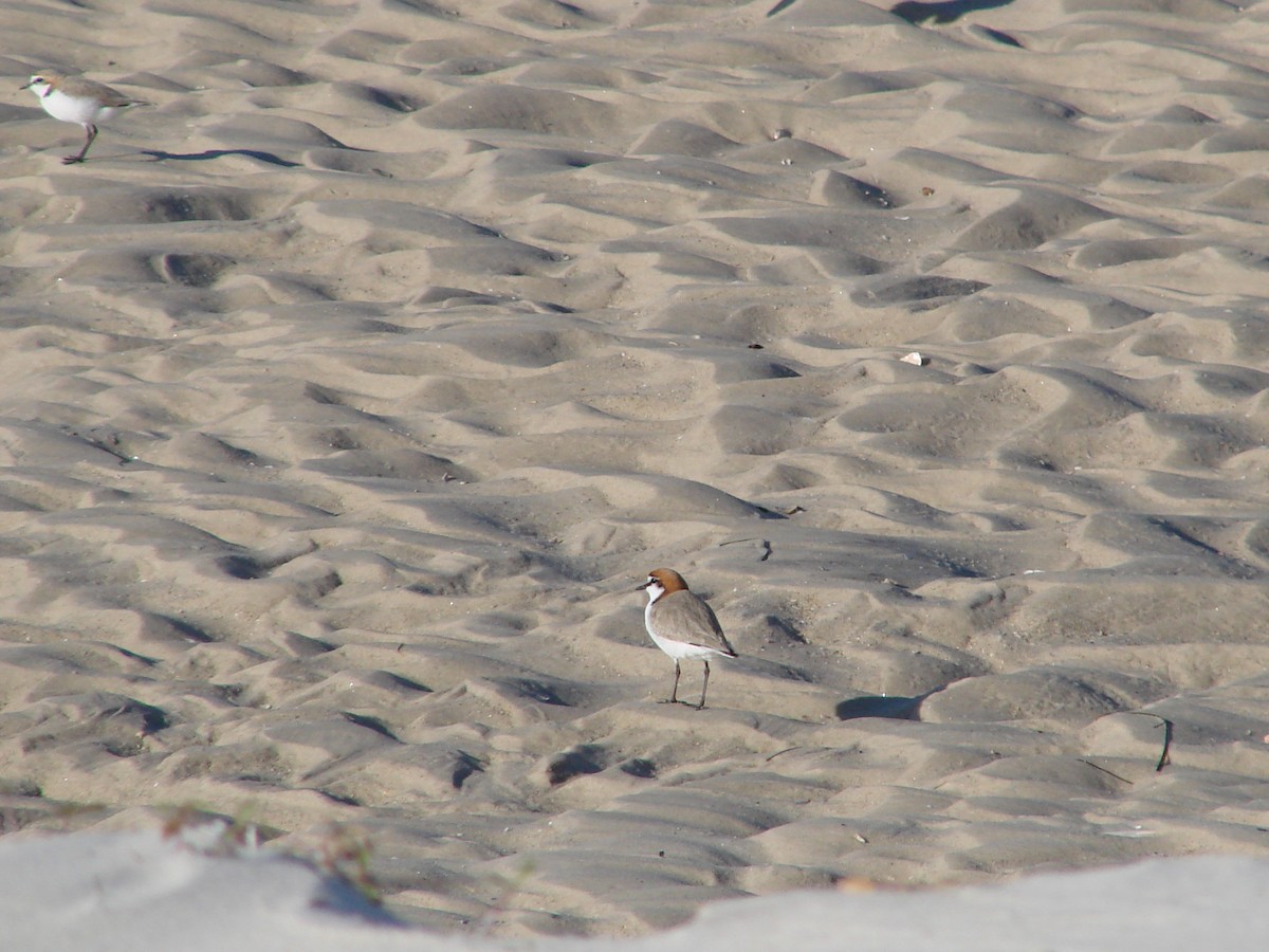 Red-capped Plover - ML619609306