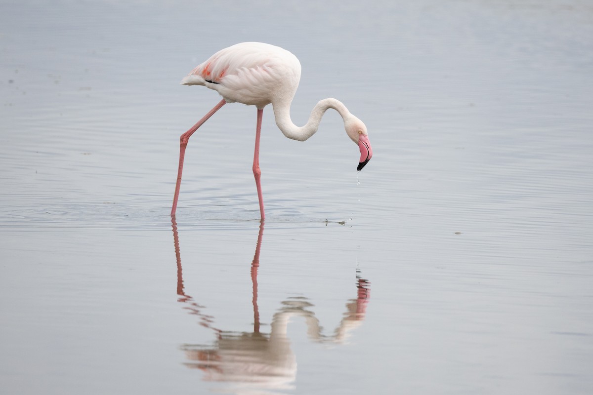 Greater Flamingo - ML619609310