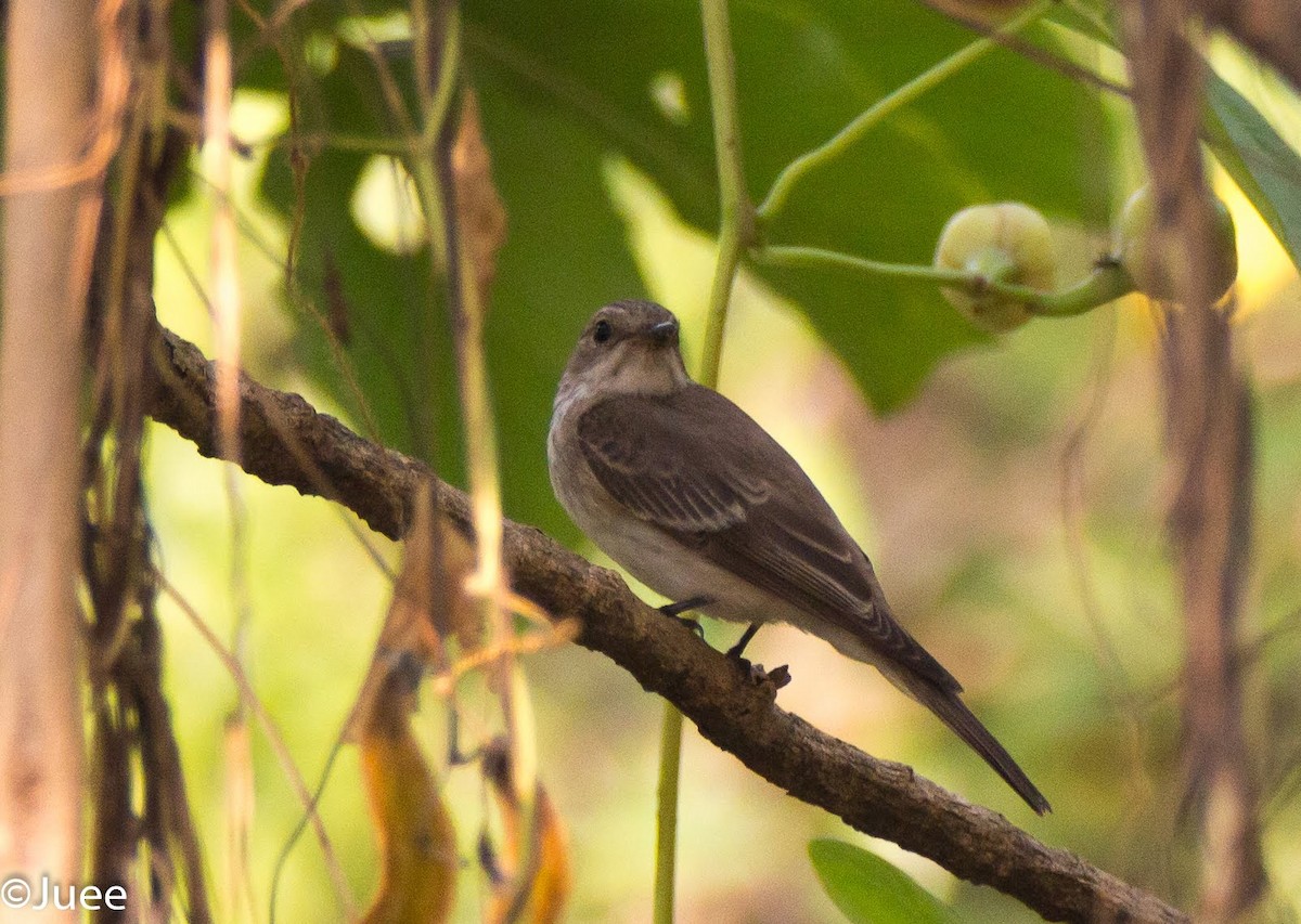 Spotted Flycatcher (Spotted) - ML619609345